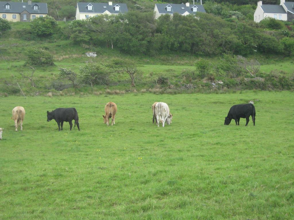 Iveragh Heights Bed & Breakfast Cahersiveen Luaran gambar